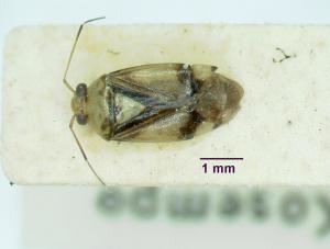 Apolygus kosempoensis