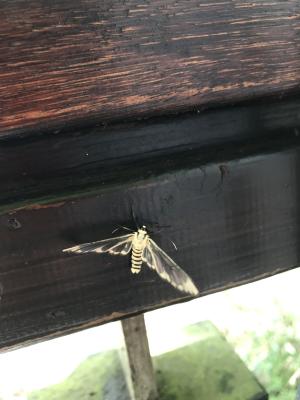 <a href="https://taieol.tw/muse/digi_object/b381c0d127ab5fe866ae5e36d7531288" target="_blank">Amata wilemani／By：buggi／iNaturalist</a>