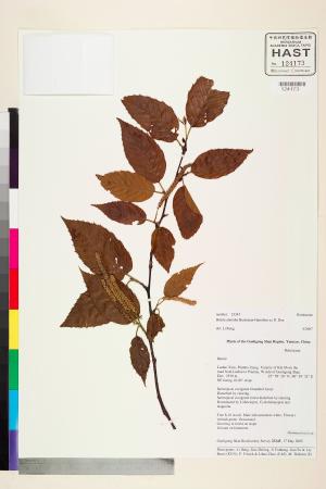 <a href="https://brmas.openmuseum.tw/muse/digi_object/77abfaf9e2e58e996b28c76875af75f4" target="_blank">樺木屬／中央研究院生物多樣性研究博物館植物標本館 (HAST)</a>