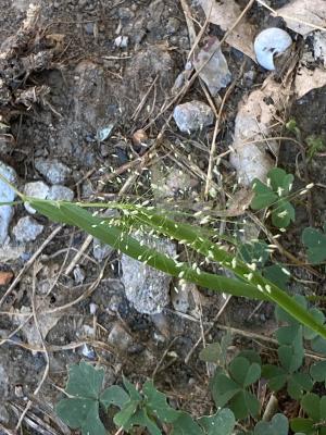 <a href="https://taieol.tw/muse/digi_object/4ac89914086d2646f92f3ccb93663e72" target="_blank">Eragrostis tenella／By：g5l-108／iNaturalist</a>