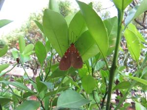 <a href="https://taieol.tw/muse/digi_object/a551e0cc9deace032917092379a8efff" target="_blank">Asota ficus／By：doggy0406／iNaturalist</a>