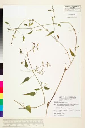 <a href="https://brmas.openmuseum.tw/muse/digi_object/77dd0661f52310d0b25ee1b726cefc3b" target="_blank">金劍草／中央研究院生物多樣性研究博物館植物標本館 (HAST)</a>