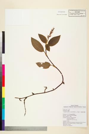 <a href="https://brmas.openmuseum.tw/muse/digi_object/77f156b3438170fb21af8c439f179d19" target="_blank">厚唇斑葉蘭／中央研究院生物多樣性研究博物館植物標本館 (HAST)</a>
