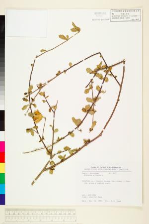 <a href="https://brmas.openmuseum.tw/muse/digi_object/77f2a60b0ac28c74f16d7133860cb929" target="_blank">木槿／中央研究院生物多樣性研究博物館植物標本館 (HAST)</a>