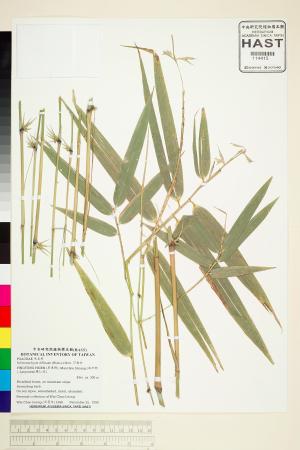 <a href="https://brmas.openmuseum.tw/muse/digi_object/78082b5ef3a80d08468ff41b6a667862" target="_blank">莎勒竹／中央研究院生物多樣性研究博物館植物標本館 (HAST)</a>