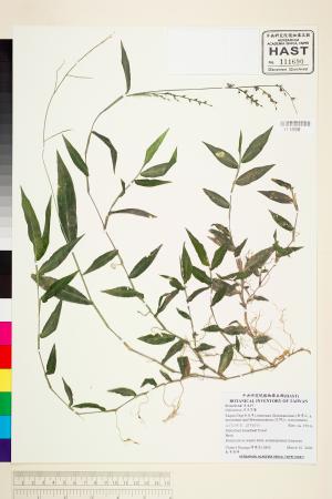 <a href="https://brmas.openmuseum.tw/muse/digi_object/7813ff81ee0422c527dd37bc68da673a" target="_blank">求米草屬／中央研究院生物多樣性研究博物館植物標本館 (HAST)</a>