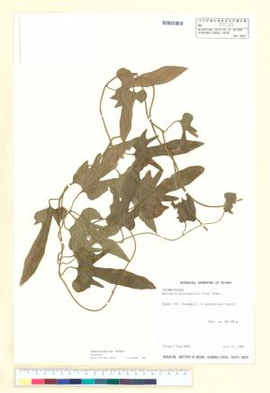 <a href="https://brmas.openmuseum.tw/muse/digi_object/78404a4b7fd8b6e93ac792269e2aceae" target="_blank">異葉馬兜鈴／中央研究院生物多樣性研究博物館植物標本館 (HAST)</a>