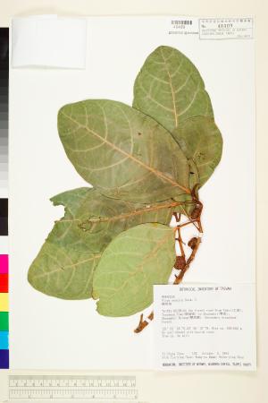 <a href="https://brmas.openmuseum.tw/muse/digi_object/7843eca28bea4c6d00d1391d344fbb47" target="_blank">大冇榕／中央研究院生物多樣性研究博物館植物標本館 (HAST)</a>