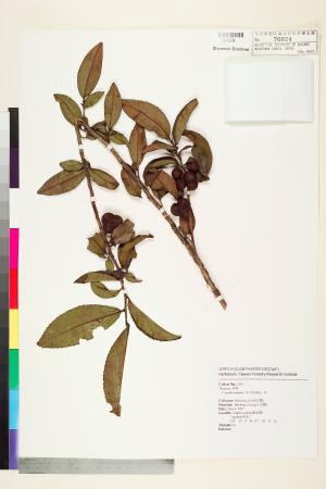 <a href="https://brmas.openmuseum.tw/muse/digi_object/784ffef6777310c79cbffe499e75abde" target="_blank">茶／中央研究院生物多樣性研究博物館植物標本館 (HAST)</a>