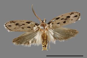 <a href="https://fact.tfri.gov.tw/muse/digi_object/63a9fe320dae1ddaf24255b032681ed7" target="_blank">Ethmia epitrocha／林業試驗所昆蟲標本館</a>