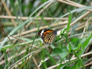 <a href="https://taieol.tw/muse/digi_object/a01c0fffd1d8971dc4ccc69ec16672d7" target="_blank">虎斑蝶／By：naturalist14740／iNaturalist</a>