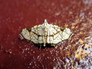 <a href="https://taieol.tw/muse/digi_object/a6faf0d9f348449778474ae2ee4b4d20" target="_blank">Chabula trivitralis／By：Hsiengan Huang／臺灣物種名錄(TaiCOL)</a>