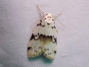 <a href="https://taieol.tw/muse/digi_object/b65d5a0d8d7a24bea1bb8a6920c539b3" target="_blank">Eugoa sinuata／By：Hsiengan Huang／臺灣物種名錄(TaiCOL)</a>