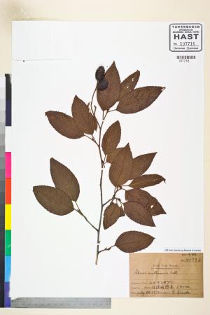 <a href="https://brmas.openmuseum.tw/muse/digi_object/7884c31fc4da67ced3629e919684c7ba" target="_blank">榿木屬／中央研究院生物多樣性研究博物館植物標本館 (HAST)</a>
