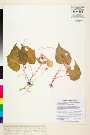 <a href="https://brmas.openmuseum.tw/muse/digi_object/443a7fd075034719160add5171f070b7" target="_blank">岩生秋海棠／中央研究院生物多樣性研究博物館植物標本館 (HAST)</a>