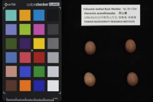 <a href="https://taieol.tw/muse/digi_object/7849e89742e13a095a3ae9441af3616f" target="_blank">深山鶯／農業部生物多樣性研究所</a>