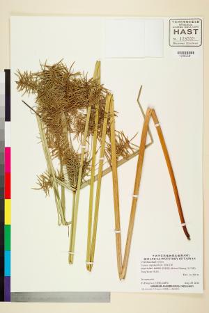 <a href="https://brmas.openmuseum.tw/muse/digi_object/789eea0e6fe3a520766c6b83c80b6f05" target="_blank">恒春莎草／中央研究院生物多樣性研究博物館植物標本館 (HAST)</a>