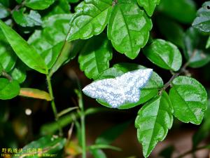 <a href="https://taieol.tw/muse/digi_object/53201cb2be3c3e67f6c4f683ae6bc89b" target="_blank">波帶白鉤蛾／By：kinmatsu／iNaturalist</a>