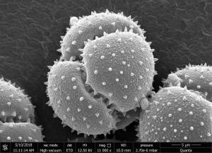 <a href="https://ntm-naturearchive.openmuseum.tw/muse/digi_object/b0702bdb825b58cf2b4481e0133285df" target="_blank">石竹目／國立臺灣博物館</a>