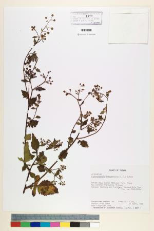 <a href="https://brmas.openmuseum.tw/muse/digi_object/78baa662fcd8296636c84265adfbfbb4" target="_blank">茯苓菜／中央研究院生物多樣性研究博物館植物標本館 (HAST)</a>