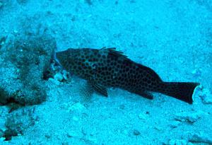 <a href="https://fishdb.sinica.edu.tw/muse/digi_object/6fe66514606555d528dec05a65ed8437" target="_blank">Epinephelus areolatus@fishdb-media-13038／蔡正一</a>