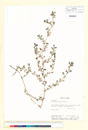 <a href="https://brmas.openmuseum.tw/muse/digi_object/79030fd6401062476c235a9cbf399e79" target="_blank">假海馬齒／中央研究院生物多樣性研究博物館植物標本館 (HAST)</a>