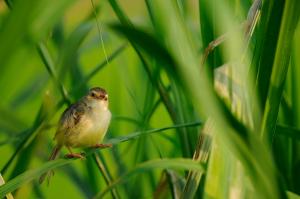 <a href="https://taieol.tw/muse/digi_object/b6c19d4e652735a4fd46d744ccce16fe" target="_blank">褐頭鷦鶯／By：白欽源／漫步在森林的氣味裡</a>