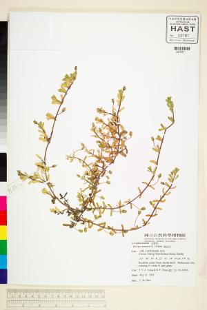 <a href="https://brmas.openmuseum.tw/muse/digi_object/792690955020b65128615fcc0b60acbb" target="_blank">過長沙(百克爬草)／中央研究院生物多樣性研究博物館植物標本館 (HAST)</a>