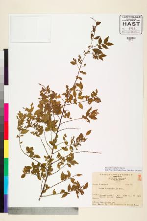<a href="https://brmas.openmuseum.tw/muse/digi_object/793a3ab2bbe2594d99e72ac5689bbe78" target="_blank">薄葉柃木／中央研究院生物多樣性研究博物館植物標本館 (HAST)</a>