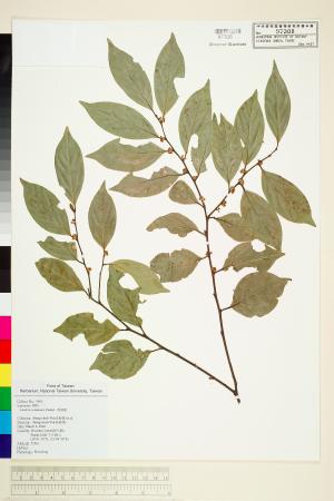 <a href="https://brmas.openmuseum.tw/muse/digi_object/793fb716845949a4afbbd946a9029295" target="_blank">香葉樹／中央研究院生物多樣性研究博物館植物標本館 (HAST)</a>