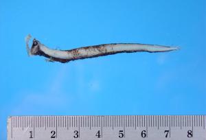 <a href="https://brmas.openmuseum.tw/muse/digi_object/b9387c801dcdde7424fd29b7f779abb1" target="_blank">星雲巨口魚／中央研究院生物多樣性研究博物館動物標本館 (ASIZ)</a>