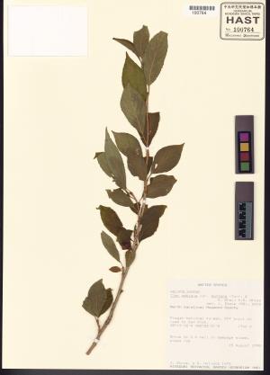 <a href="https://brmas.openmuseum.tw/muse/digi_object/795eed1a85f22bab0eb558e266f5239a" target="_blank">冬青屬／中央研究院生物多樣性研究博物館植物標本館 (HAST)</a>