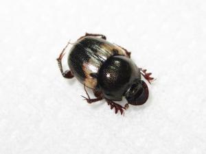 <a href="https://taieol.tw/muse/digi_object/494ecc671548e2f5e1ab170cb03022a1" target="_blank">Onthophagus hayashii／By：何彬宏／臺灣物種名錄(TaiCOL)</a>
