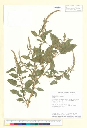 <a href="https://brmas.openmuseum.tw/muse/digi_object/79a24f48f372bb83740e62c23d91c769" target="_blank">刺莧／中央研究院生物多樣性研究博物館植物標本館 (HAST)</a>