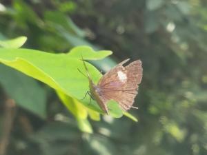 <a href="https://taieol.tw/muse/digi_object/0cd0cf466ac6ae10c6c703cff1477606" target="_blank">小鑽灰蝶／By：littlebu／iNaturalist</a>