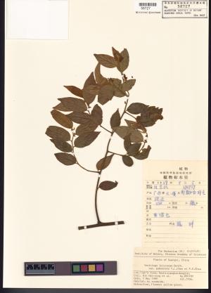 <a href="https://brmas.openmuseum.tw/muse/digi_object/79e4fe68441d1dc38b0d1f2c4f10ce76" target="_blank">翼核木屬／中央研究院生物多樣性研究博物館植物標本館 (HAST)</a>