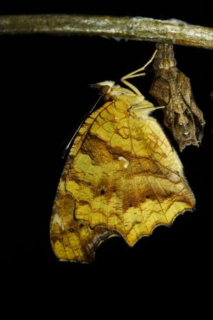 20090926_347192_Polygonia c-aureum lunulata_a.jpg