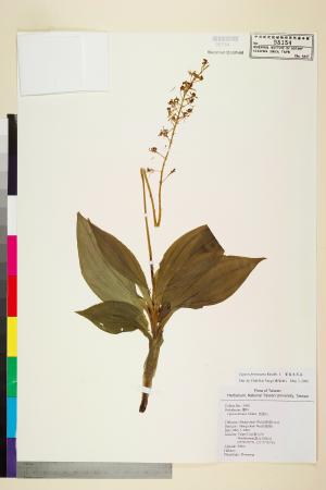 <a href="https://brmas.openmuseum.tw/muse/digi_object/7a16b1d813444f7ca03cc592040e2cf5" target="_blank">寶島羊耳蒜／中央研究院生物多樣性研究博物館植物標本館 (HAST)</a>
