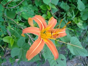 <a href="https://taieol.tw/muse/digi_object/b5d2ec8816567c0ded5de8453d709c3f" target="_blank">萱草／By：gent38081／iNaturalist</a>
