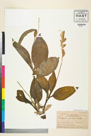 <a href="https://brmas.openmuseum.tw/muse/digi_object/7a23cbae98dfc6ac08042cceaf238627" target="_blank">紅花羊耳蒜／中央研究院生物多樣性研究博物館植物標本館 (HAST)</a>