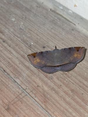 <a href="https://taieol.tw/muse/digi_object/aefa4b4643133ce3615a1241652c17ed" target="_blank">Mecodina subcostalis／By：stevenson1002／iNaturalist</a>