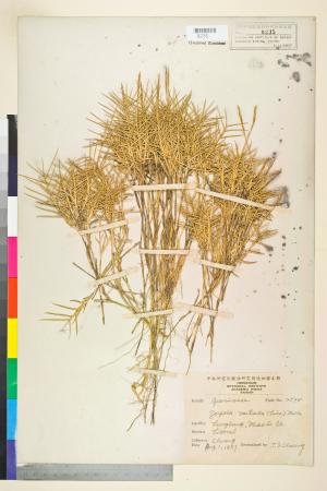 <a href="https://brmas.openmuseum.tw/muse/digi_object/7a32f1f0e84ebc4f12137da69d59238b" target="_blank">馬尼拉芝／中央研究院生物多樣性研究博物館植物標本館 (HAST)</a>