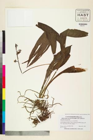 <a href="https://brmas.openmuseum.tw/muse/digi_object/7a3f7d5539613447647528640bc0d3ed" target="_blank">細花根節蘭／中央研究院生物多樣性研究博物館植物標本館 (HAST)</a>