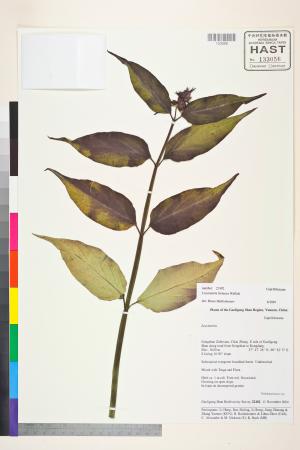 <a href="https://brmas.openmuseum.tw/muse/digi_object/7a46952c1ccbe0fec3d07d63d4337d10" target="_blank">鬼吹簫／中央研究院生物多樣性研究博物館植物標本館 (HAST)</a>