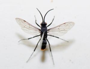 Pompilidae sp._陽明山 4