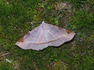 <a href="https://taieol.tw/muse/digi_object/35174f208f9852b74a82dcf0ce3ed03f" target="_blank">Mecodina subcostalis／By：max822／iNaturalist</a>