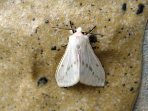 <a href="https://taieol.tw/muse/digi_object/dd5f4c7deefa16b9afb4c2545966c0d2" target="_blank">Lemyra rhodophilodes／By：Hsiengan Huang／臺灣物種名錄(TaiCOL)</a>