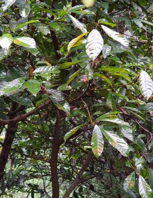 <a href="https://taieol.tw/muse/digi_object/1c9c27ea7425e6dcfaf2480ec6bc6aa8" target="_blank">九丁榕／By：dayacat／iNaturalist</a>