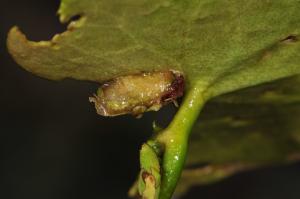 Elophila difflualis Snellen