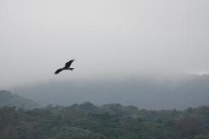 <a href="https://taieol.tw/muse/digi_object/4f30545dc1eb0ffa95b4af0e4a7af7cb" target="_blank">黑鳶／By：alexsu／iNaturalist</a>